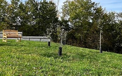 Founders’ Orchard builds a bridge from past to future with Baldwin apple trees